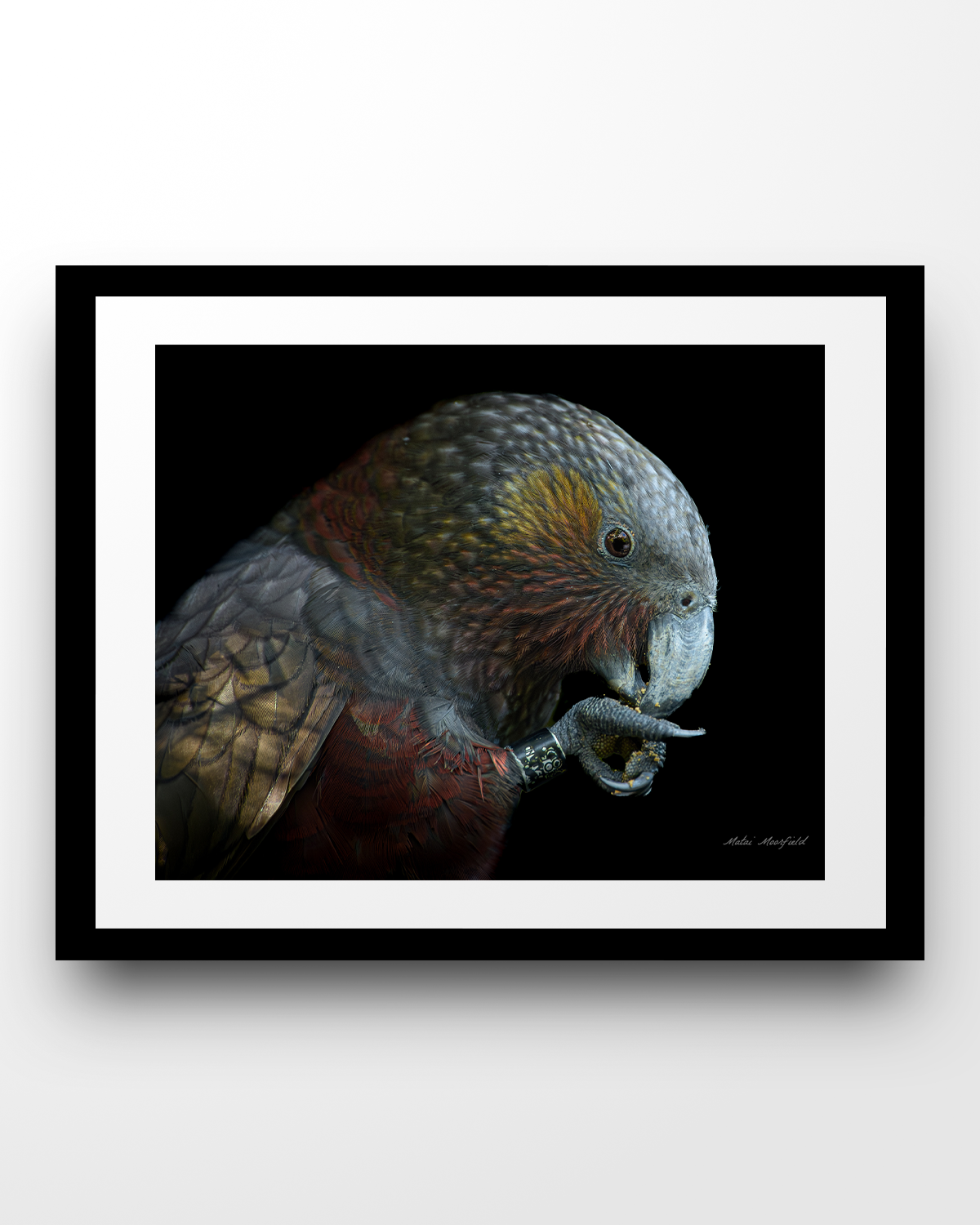 Kaka Wildlife Print - New Zealand Bird Photography